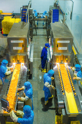 蜜橘罐头加工忙 2020.10.29.于湖北秭归屈姑国际农业集团柑橘自动化生产线。